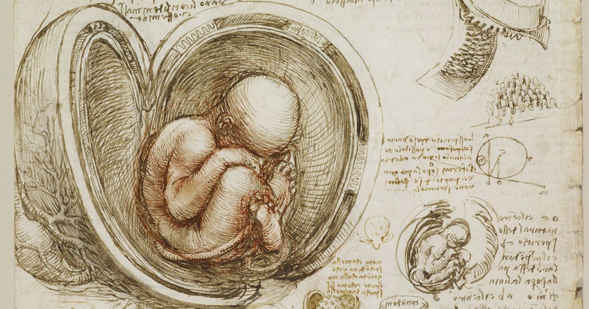anatomia