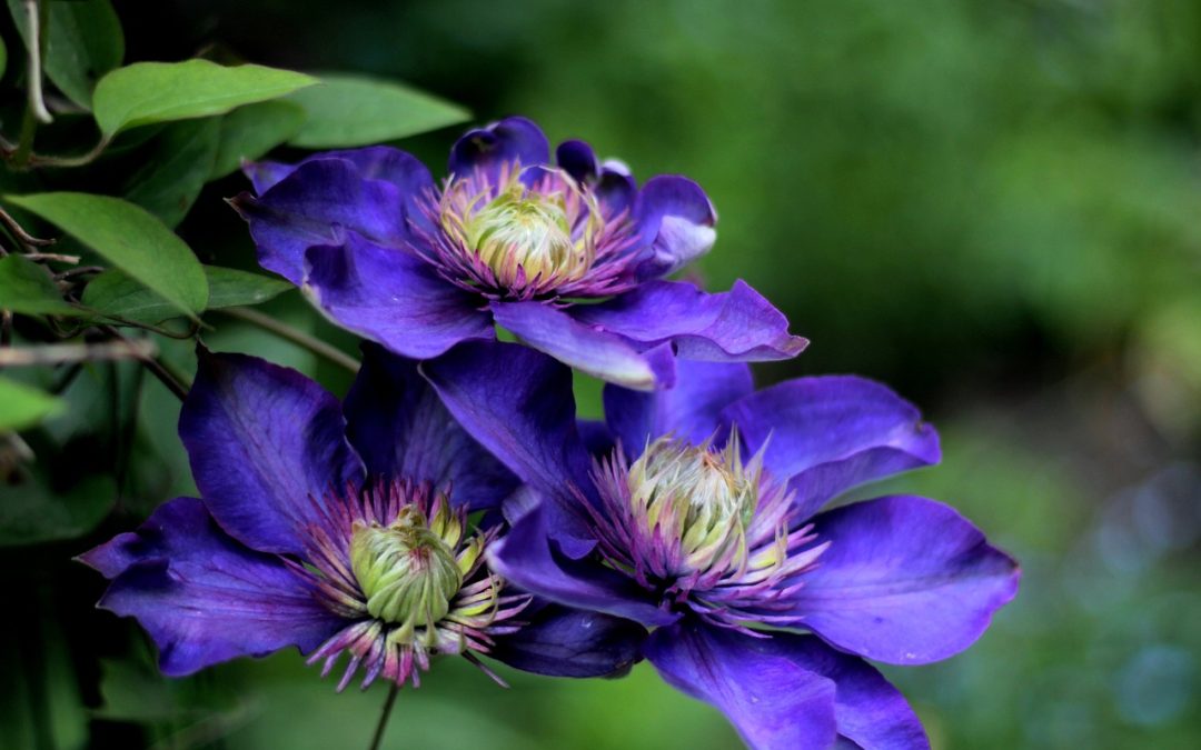 Fiori Californiani: una grande risorsa