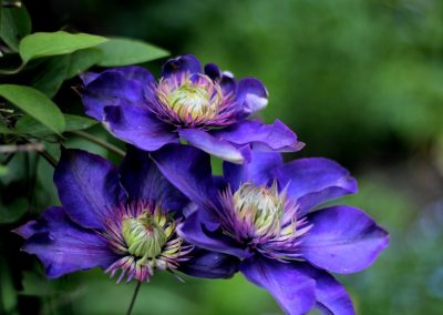 FIORI-CALIFORNIANI