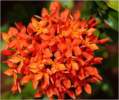 IXORA IXORA